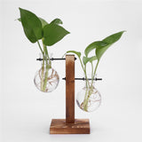 Glass and Wood Vase Planter Terrarium